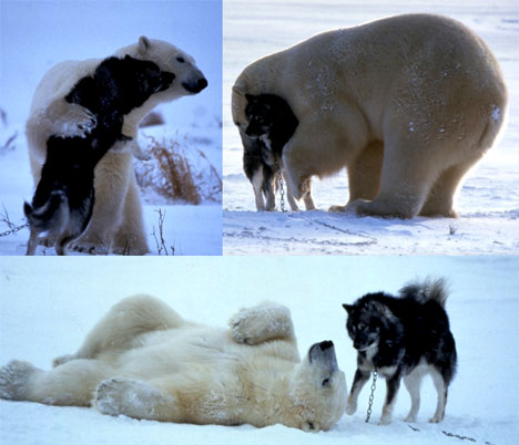 playful-polar-bear-001